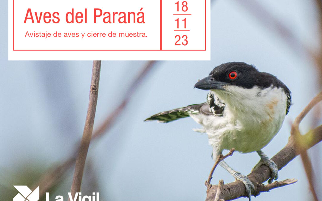 Cierre de “Aves del Paraná” y avistaje en el Parque Irigoyen